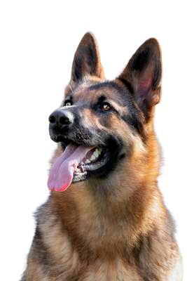 Chien