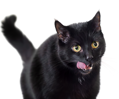 Chat