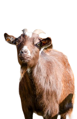 Chèvre
